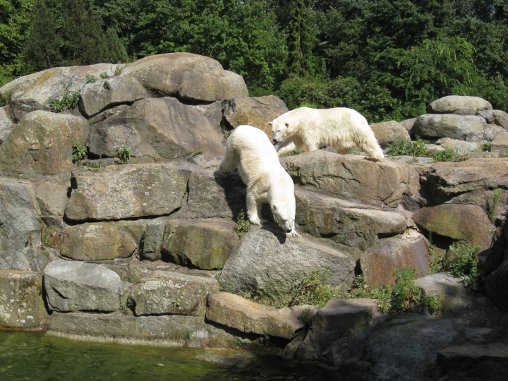 Isbjørnene er på vej ned til vandet i anlægget, hvor de 
                     kommer op at slås lige om lidt. Den ene er måske Knut?<br>
                     Copyright © 2010 - Susanne Hansen